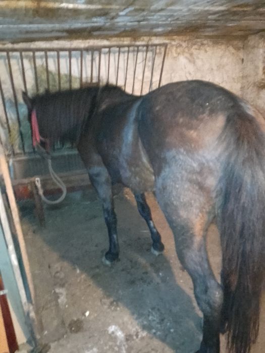 Vând 2 miele țurcane