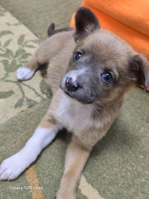 Голубоглазая малышка