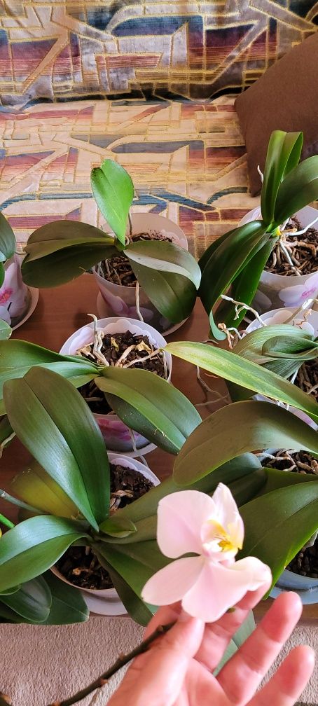 Орхидеи, 15 шт, все разные