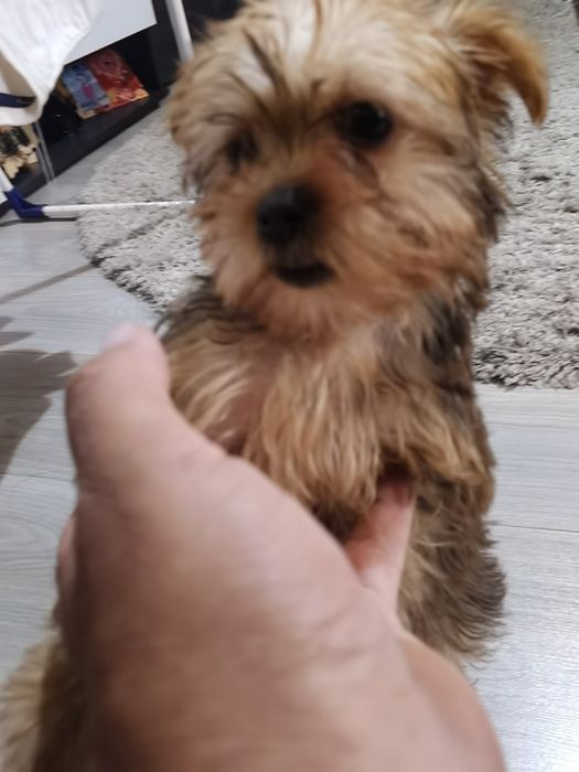 Yorkshire Terrier  mini, 3 luni
