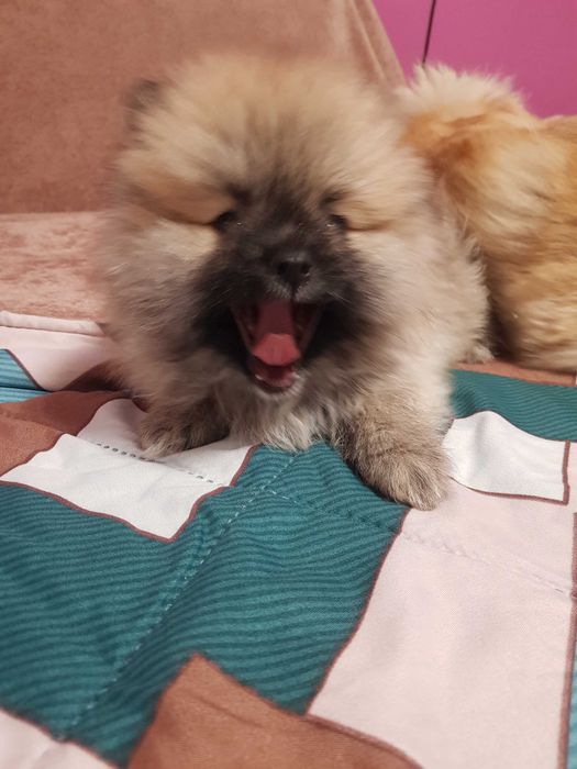 Помериан  на 2 месеца