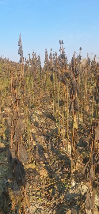 Павлония кочатлар