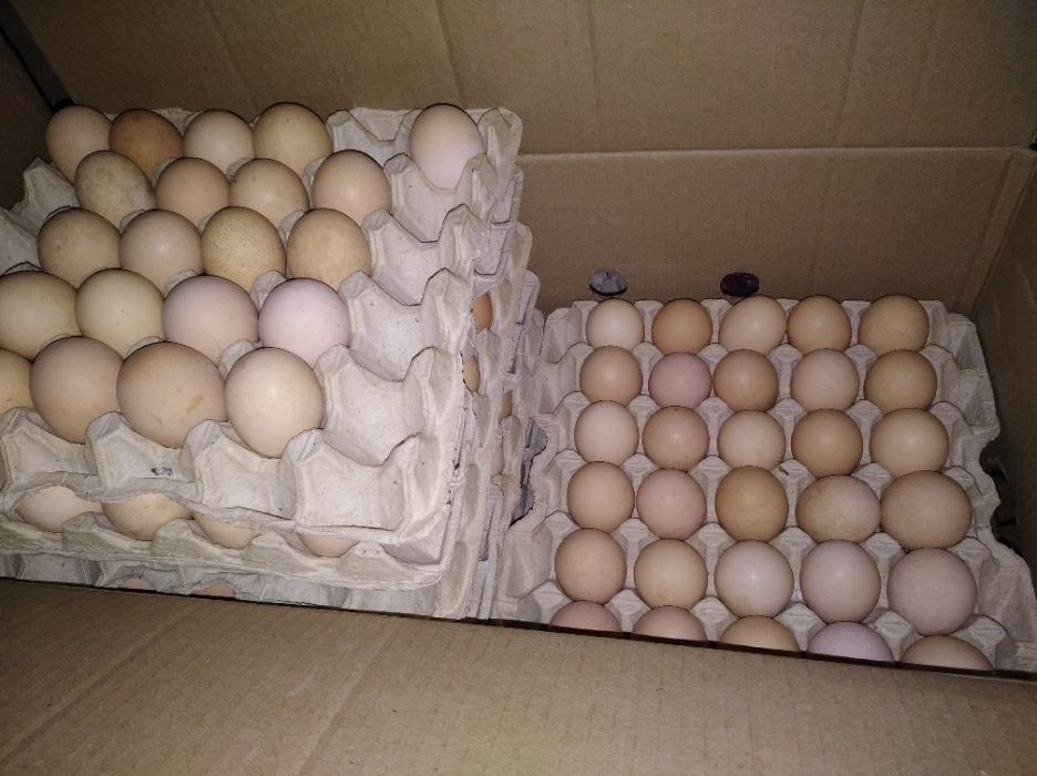 Инкубационное яйцо бройлера в наличии 2 раза в неделю