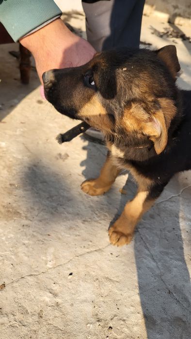 Nemiski afcharka 2 oylik