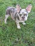 Bulldog francez mascul