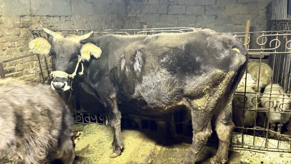 Продам корову стельная (не для согыма)