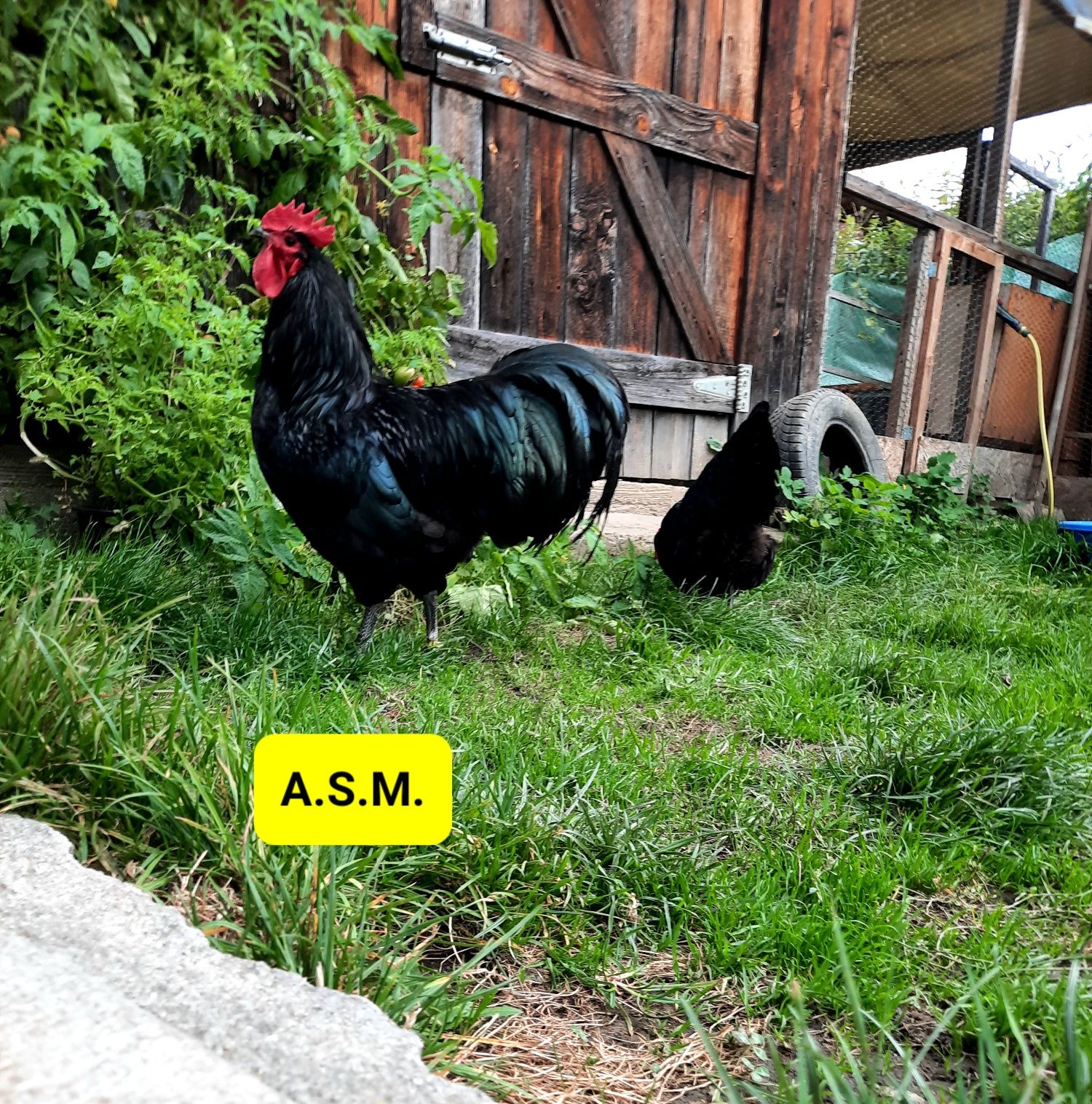 Ouă incubat Australorp Negru