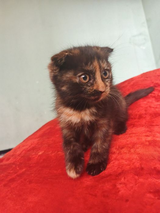 Skottish fold 3 oylik qiz bola sogʻlom