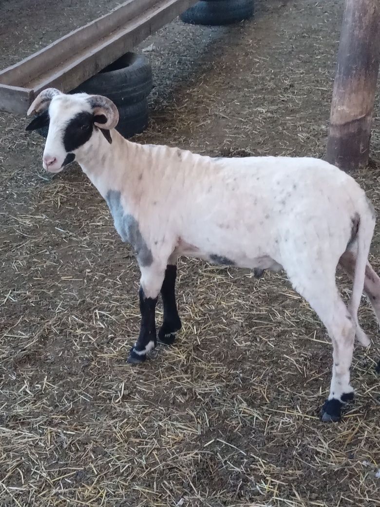 Vând un berbecuț mare