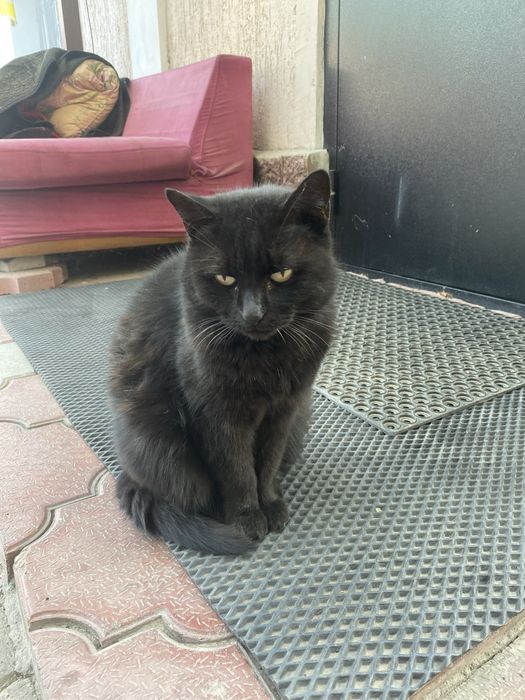 Отдам в хорошие руки кошку