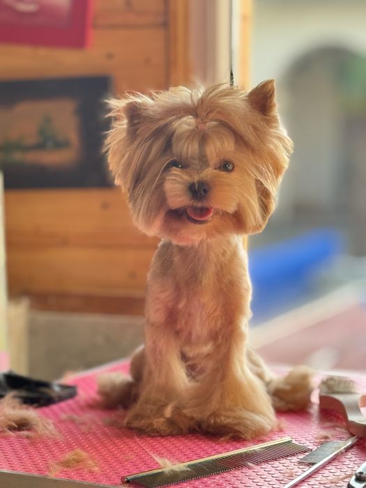 Frizerie canină / Toaletaj canin / Tuns Căței / Tuns Canin Bragadiru