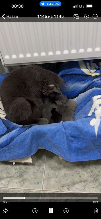 Продаётся кошка с котятами.