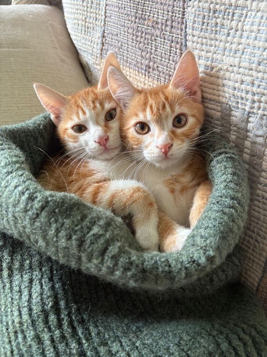 СПЕШНО! Марти и Сами – котета, 4 месеца, търсят дом!