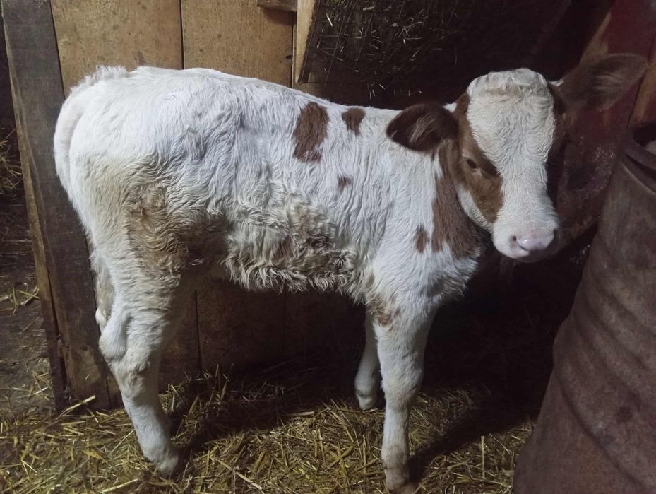 Vând vițică bălțată de 6 săptămâni