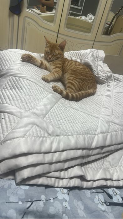 Отдам хорошую руку