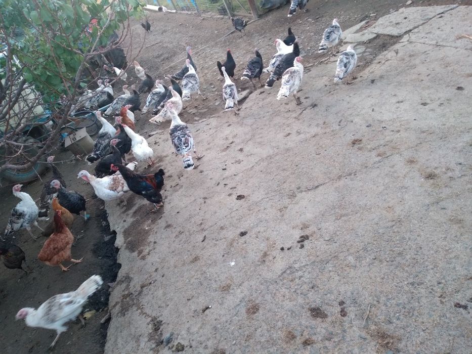 Curci si curcani tineret