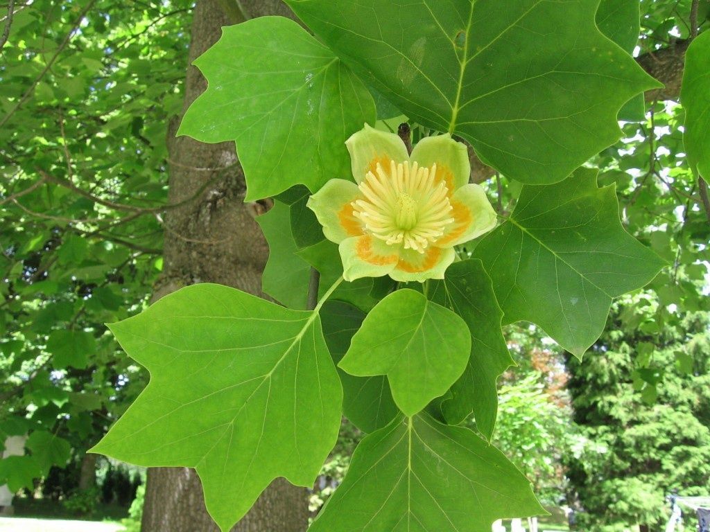 Arborele De Lalea