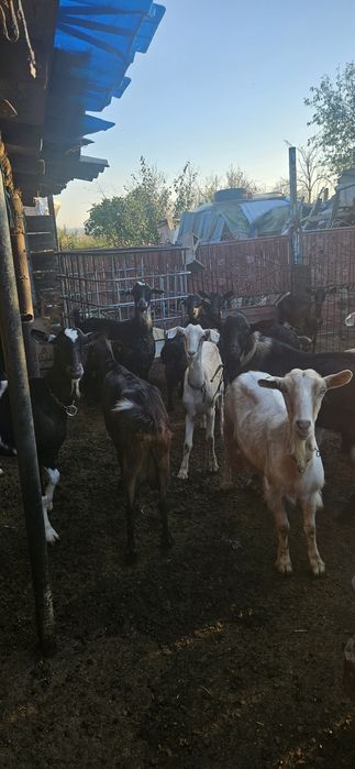 Țap de rasa bun de monta si 4 capre.bunede lapte.