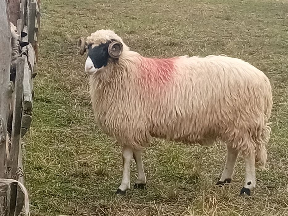 Disponibil noatin cu nasu alb