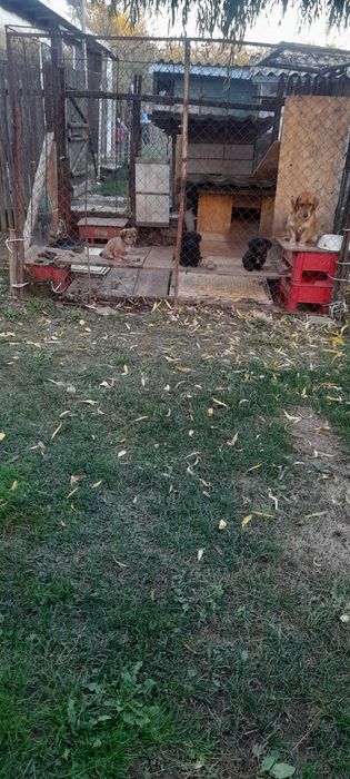 Donez  trei pui de câine