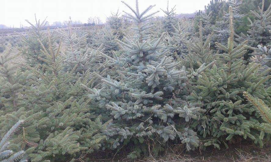 Amenajari gradini cu plante ornamentale