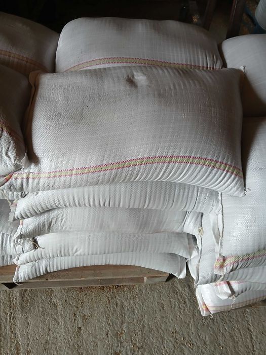 Sămânță de lucernă