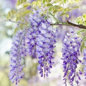 Wisteria (Glicina Toate Culorile disponibile )