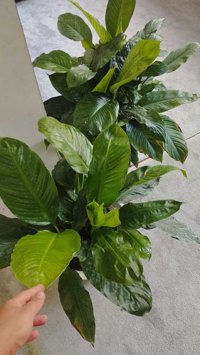 Spatifillium guli sotiladi 190 min