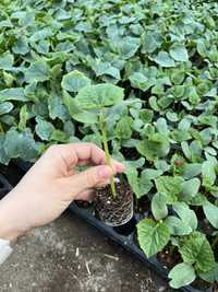 Rasaduri legume | rasad de castraveti