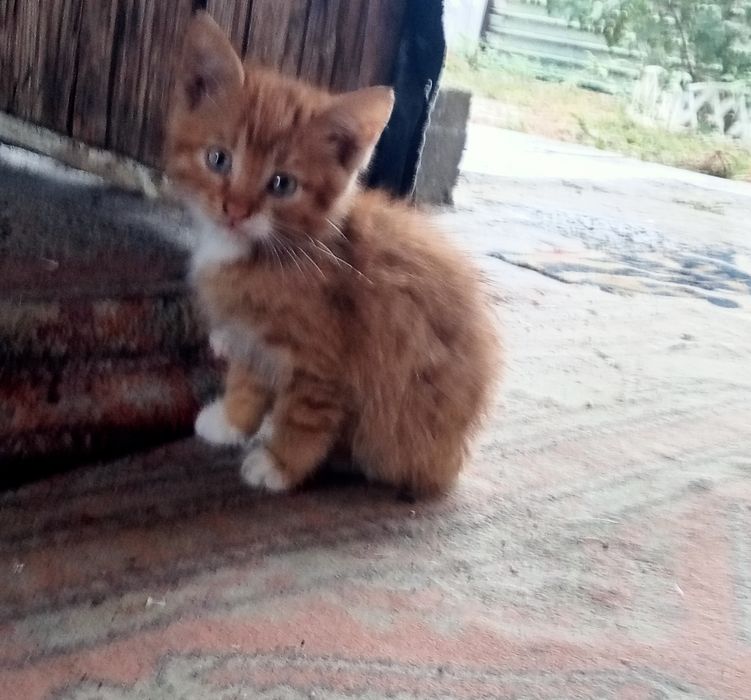 Отдам котят в хорошие руки