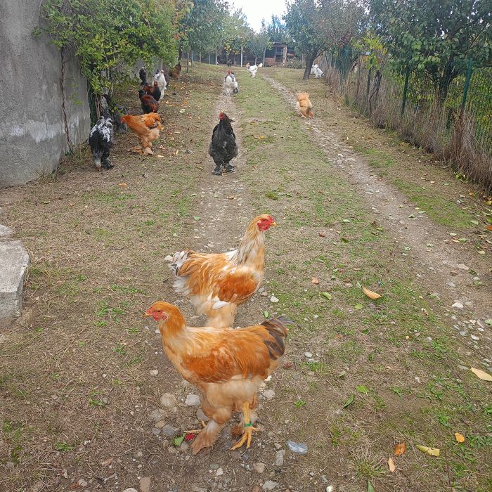 Cocoș și găini Brahma  200