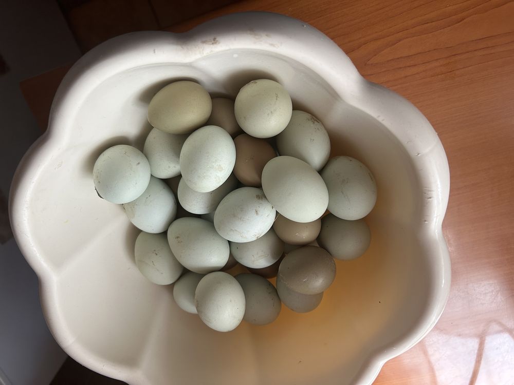Oua Aracuana pentru incubat