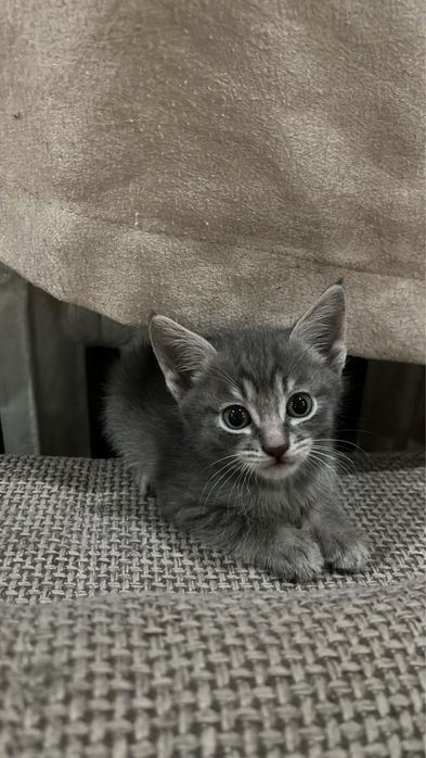 Отдам котят в хорошие руки