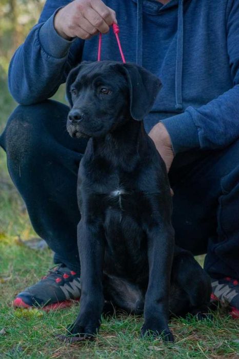Cane corso 4 luni mascul