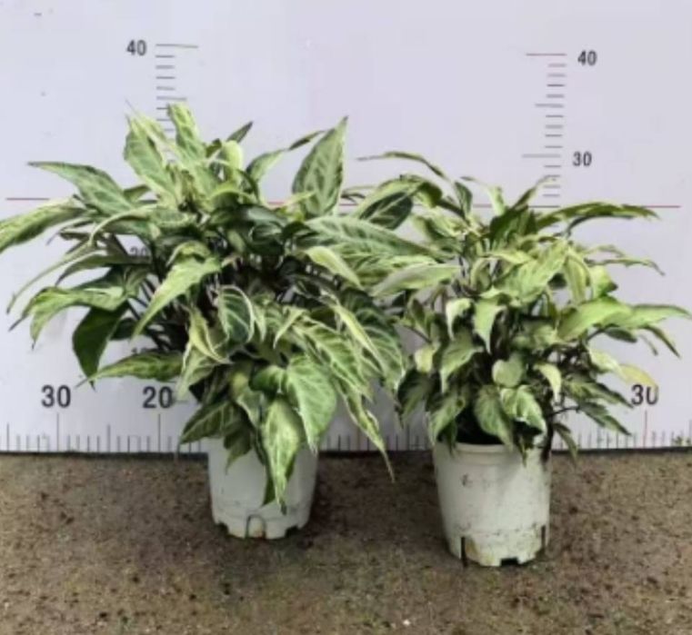 Гул учун устунча Опора для растений лиана ustun moh bilan