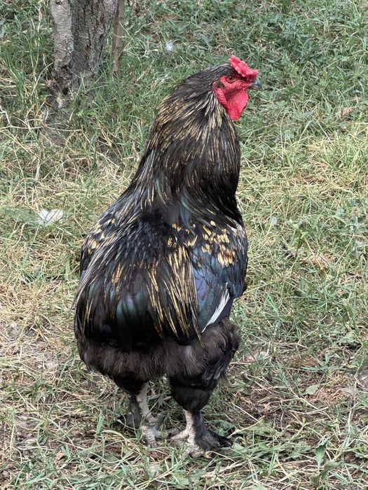 Cocos araucana 2024 de vanzare