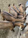Vand aceste animale