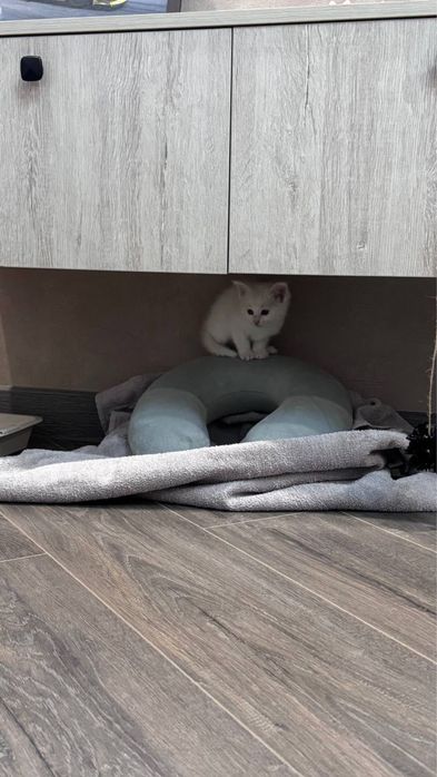 Котенок( девочка )