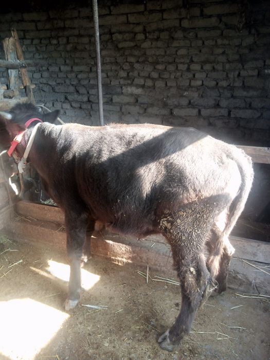 Buqa Novos Sotiladi Arzonga Bervoramiz