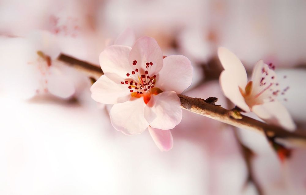 Sigma 18-200mm f/3.5-6.3D DC DX обектив Никон