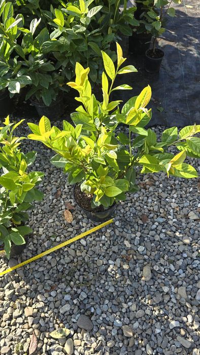 Laur Englezesc 60-80cm Novita , extraramificat