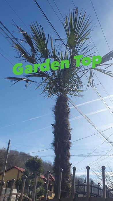 Copaci  platan mesteacan