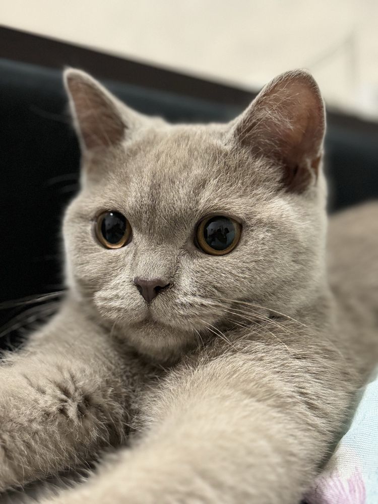 Кот-шотландец, год