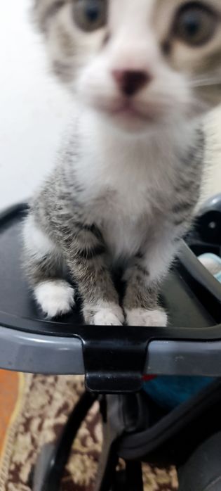 Котята мальчики чистые