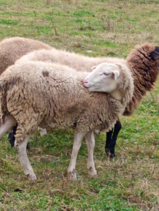 Vând oaie tânără