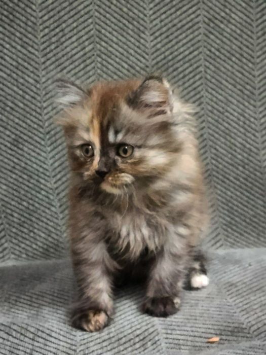 британские плюшевые