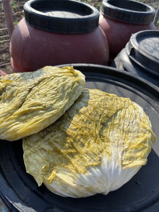 Varză murată plată de vanzare