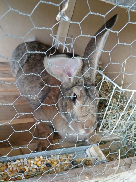 Vând iepuroaică Uriaș german