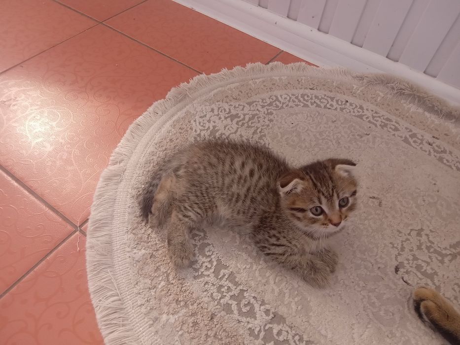 Отдам кошечку в хорошие руки, Шотландская Вислоухая