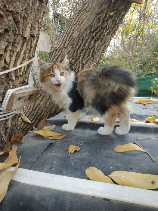 Отдам даром котят